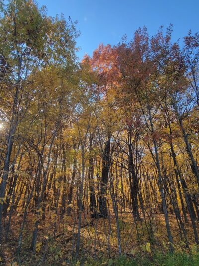 Spring Lake Dog Park - Prior Lake, MN