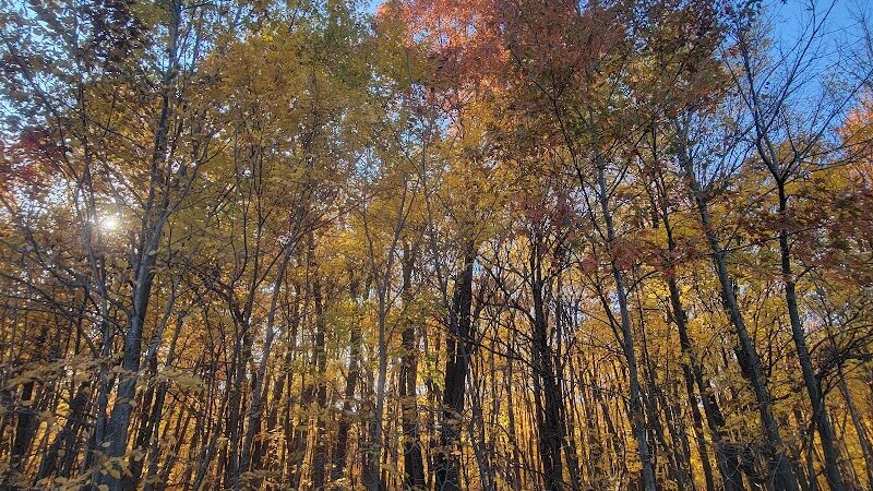 Spring Lake Dog Park - Prior Lake, MN