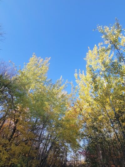 Spring Lake Dog Park - Prior Lake, MN