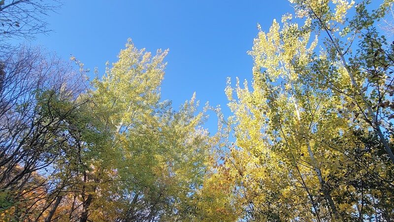 Spring Lake Dog Park - Prior Lake, MN