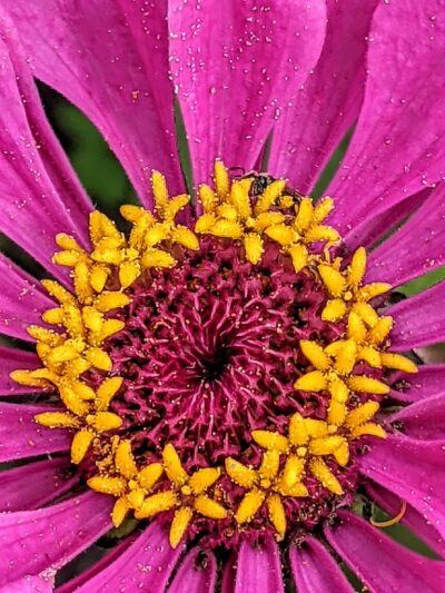 Sessions Street Park - Providence, RI