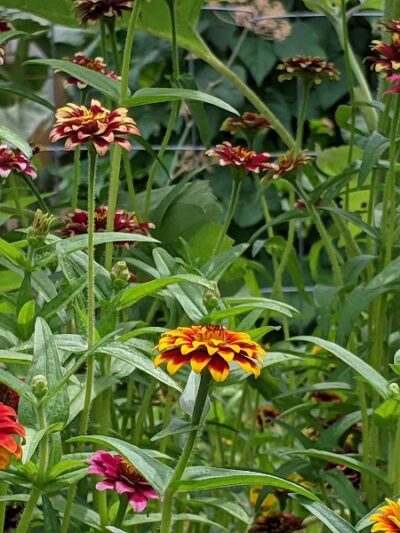 Sessions Street Park - Providence, RI