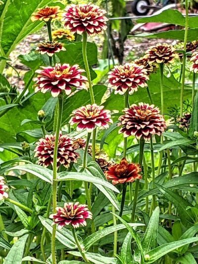 Sessions Street Park - Providence, RI