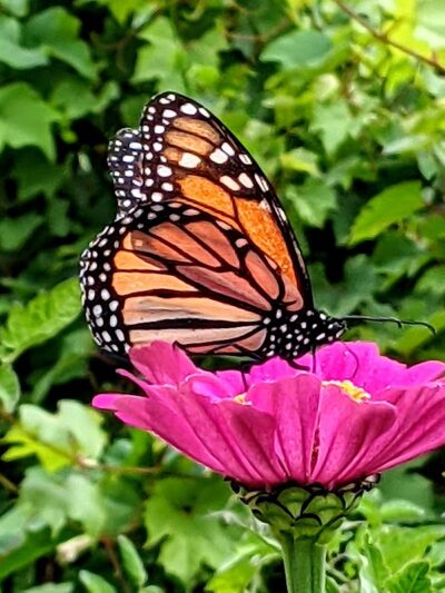 Sessions Street Park - Providence, RI