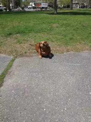 Dexter Training Ground - Providence, RI