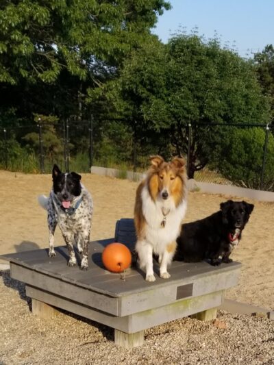 Pilgrim Bark Park - Provincetown, MA