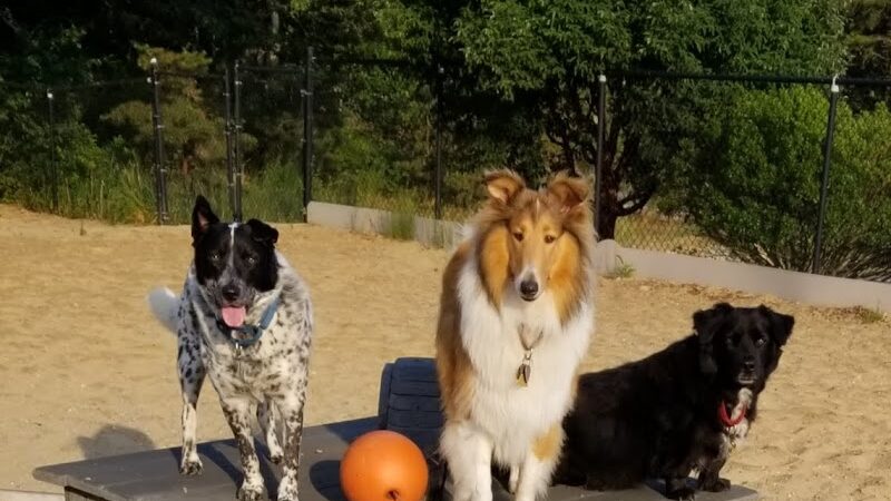 Pilgrim Bark Park - Provincetown, MA