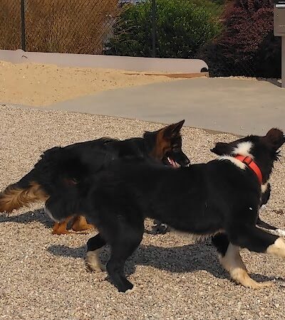 Pilgrim Bark Park - Provincetown, MA