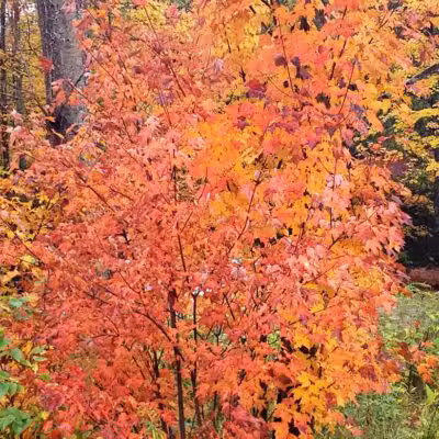 Backus Township Park - Prudenville,