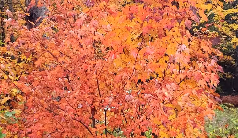 Backus Township Park - Prudenville,