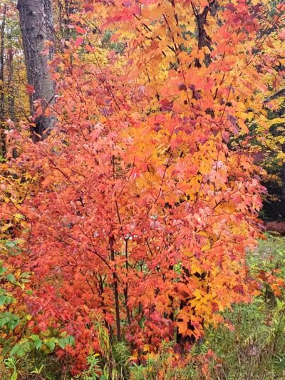 Backus Township Park - Prudenville,