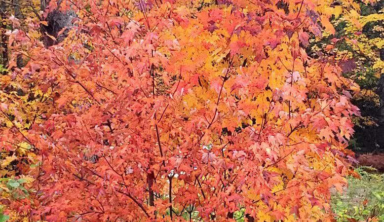 Backus Township Park - Prudenville,