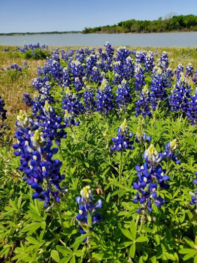 Oak Park - Purdon, TX