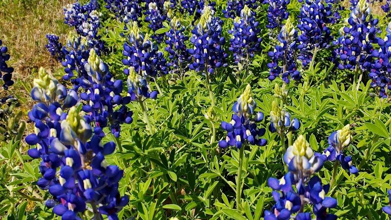 Oak Park - Purdon, TX