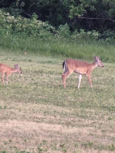 Wolf Creek Park - Purdon, TX