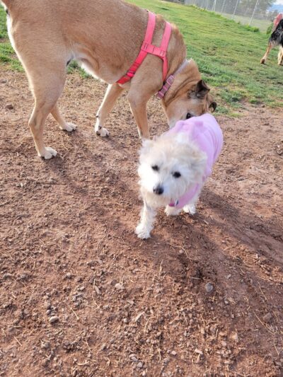 Quartzsite Dog Park - Quartzsite, AZ