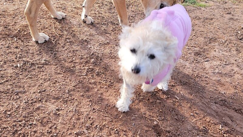 Quartzsite Dog Park - Quartzsite, AZ