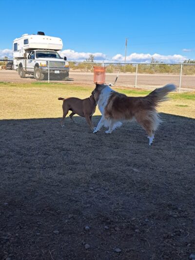 Quartzsite Dog Park - Quartzsite, AZ