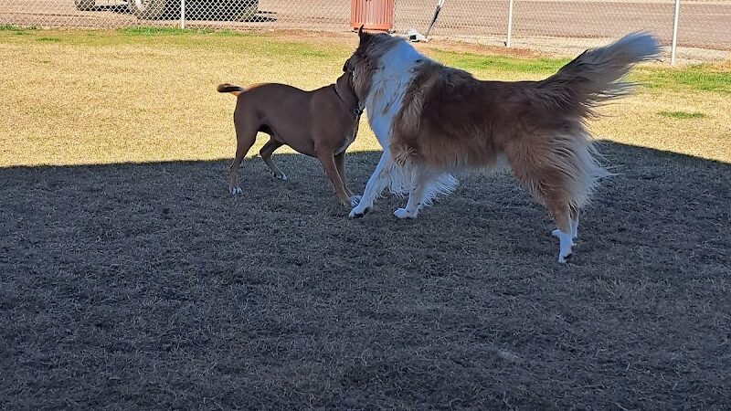 Quartzsite Dog Park - Quartzsite, AZ