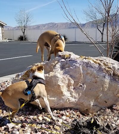 Quartzsite Dog Park - Quartzsite, AZ