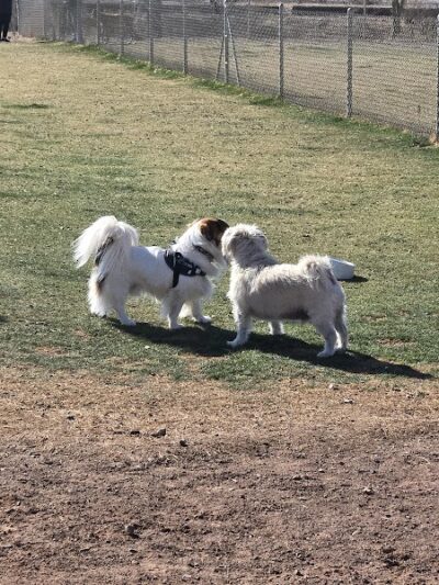 Quartzsite Dog Park - Quartzsite, AZ
