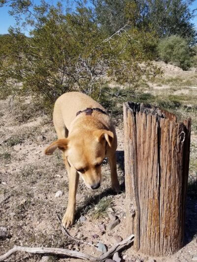 Quartzsite Dog Park - Quartzsite, AZ