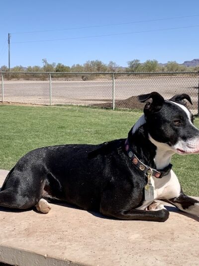 Quartzsite Dog Park - Quartzsite, AZ
