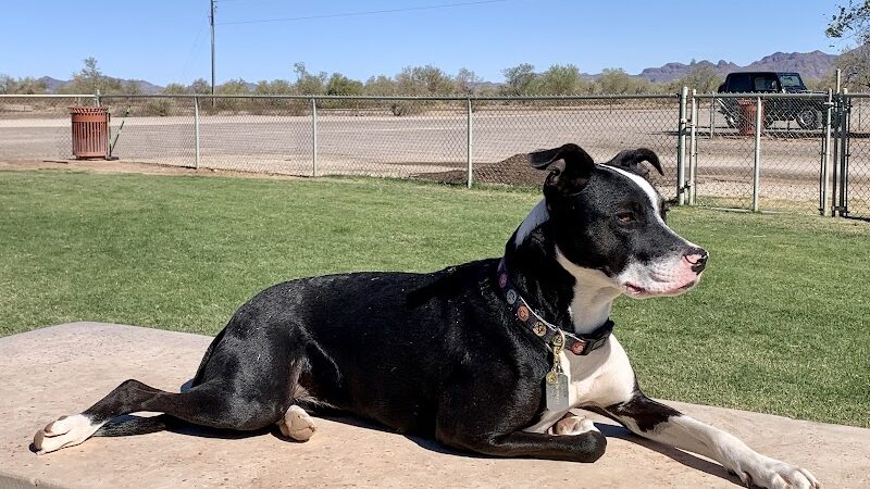 Quartzsite Dog Park - Quartzsite, AZ