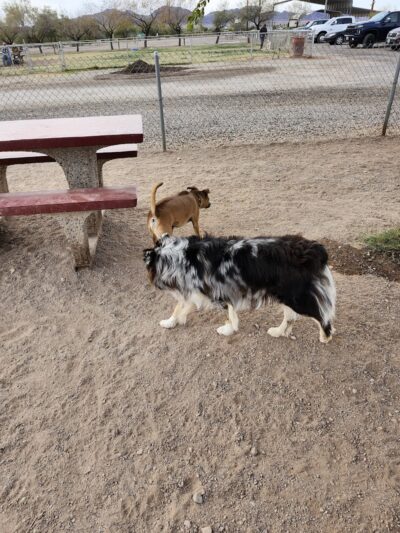 Quartzsite Dog Park - Quartzsite, AZ