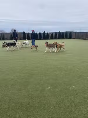 Quincy Dog Park - Quincy, MA