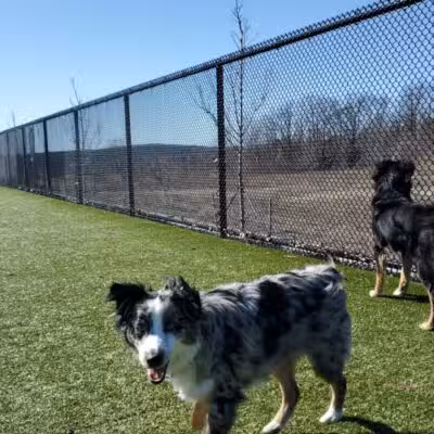 Quincy Dog Park - Quincy,