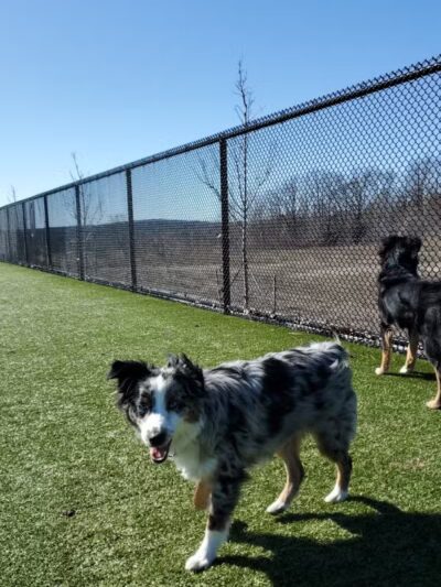 Quincy Dog Park - Quincy,