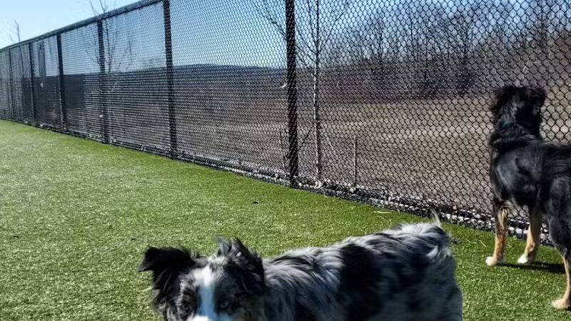 Quincy Dog Park - Quincy,