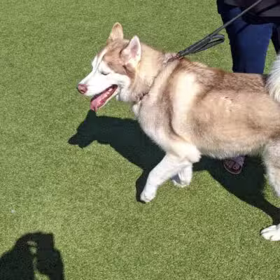 Quincy Dog Park - Quincy,