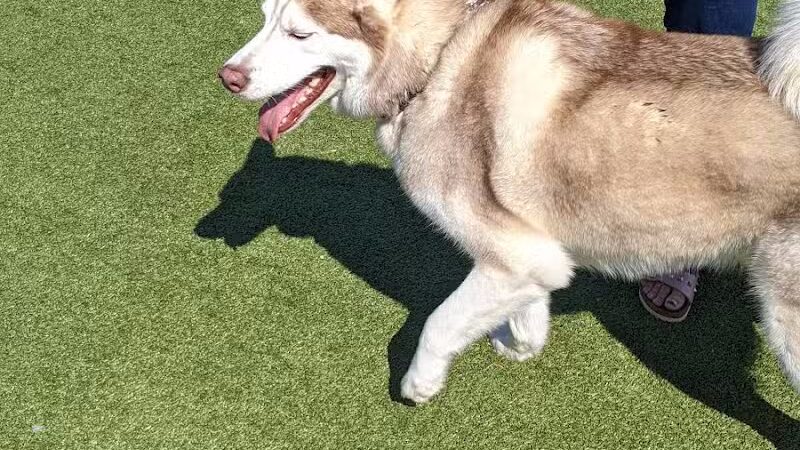 Quincy Dog Park - Quincy,