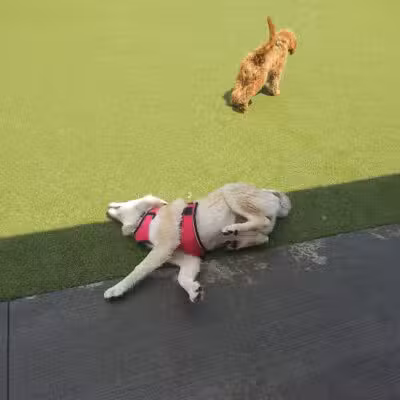 Quincy Dog Park - Quincy,