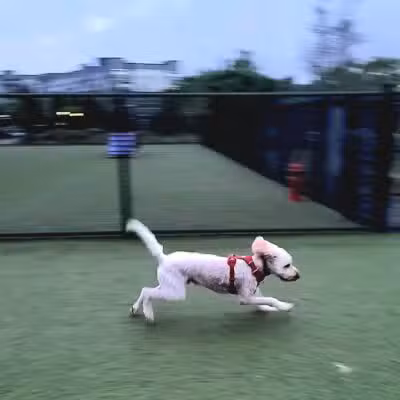 Quincy Dog Park - Quincy,