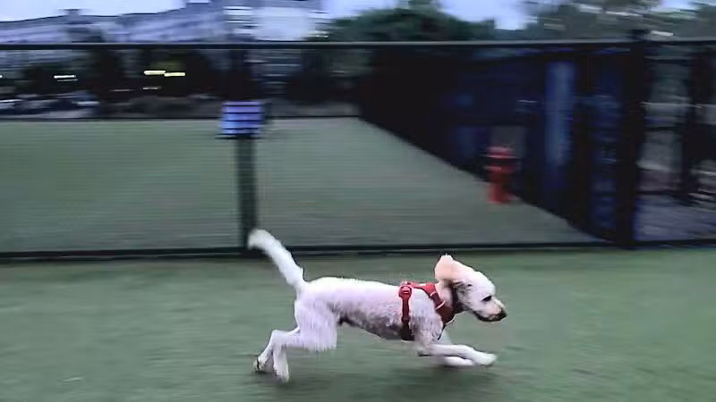 Quincy Dog Park - Quincy,
