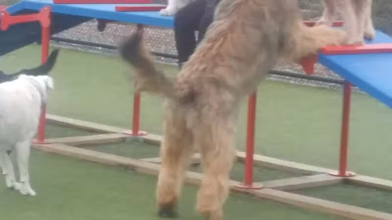 Quincy Dog Park - Quincy,