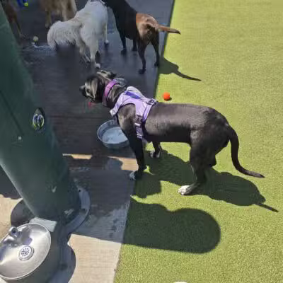 Quincy Dog Park - Quincy, MA