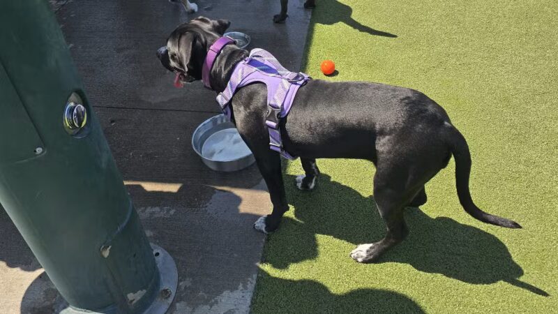 Quincy Dog Park - Quincy, MA