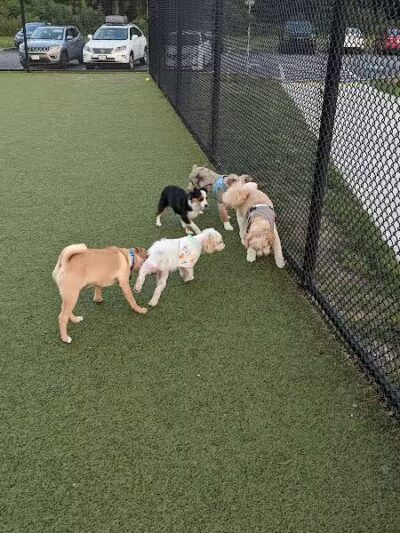 Quincy Dog Park - Quincy,