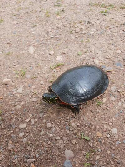 Fumee Lake Trail Head - Quinnesec,