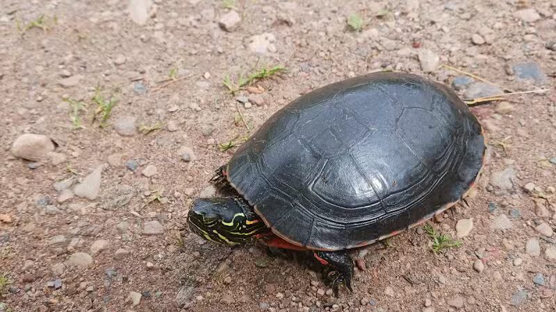 Fumee Lake Trail Head - Quinnesec,