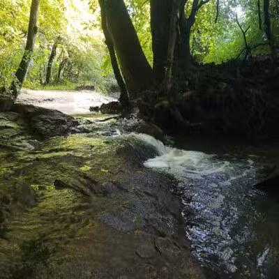 Durant Nature Preserve - Raleigh, NC