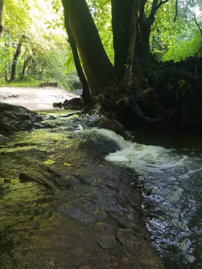 Durant Nature Preserve - Raleigh, NC