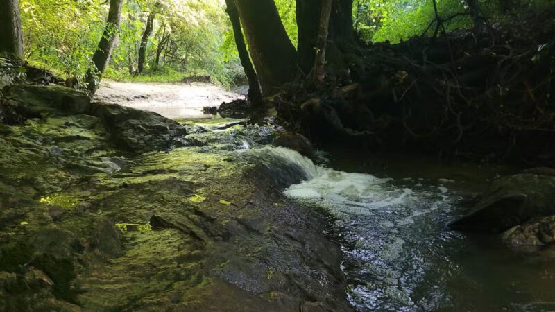 Durant Nature Preserve - Raleigh, NC