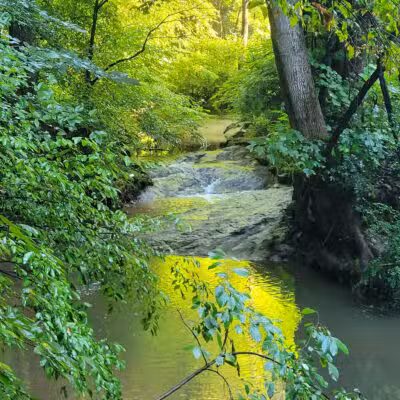 Durant Nature Preserve - Raleigh, NC