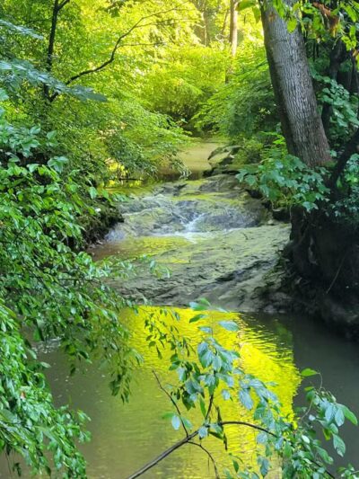Durant Nature Preserve - Raleigh, NC