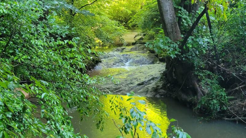 Durant Nature Preserve - Raleigh, NC